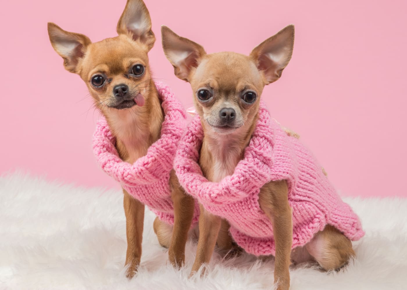 Eco-Friendly Autumn Pet Care - Keeping Them Warm and Safe