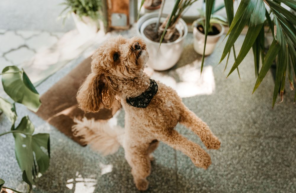 Eco-Friendly Dog Care: the Benefits of Going Green